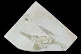 Fossil Pleurosaurus Skull - Solnhofen Limestone, Germany #97512-1